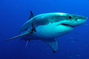 В Австралии нашли новый вид акул с человеческими зубами
