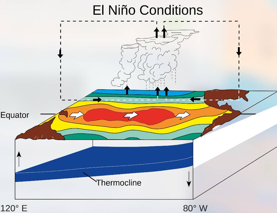 Условия образования Эль-Ниньо. Массив тёплой воды движется к южноамериканскому побережью. Отсутствие поднимающихся с глубины холодных вод усиливает потепление. Фото © Wikimedia.org / NOAA /PMEL /TAO / Fred_the_Oyster