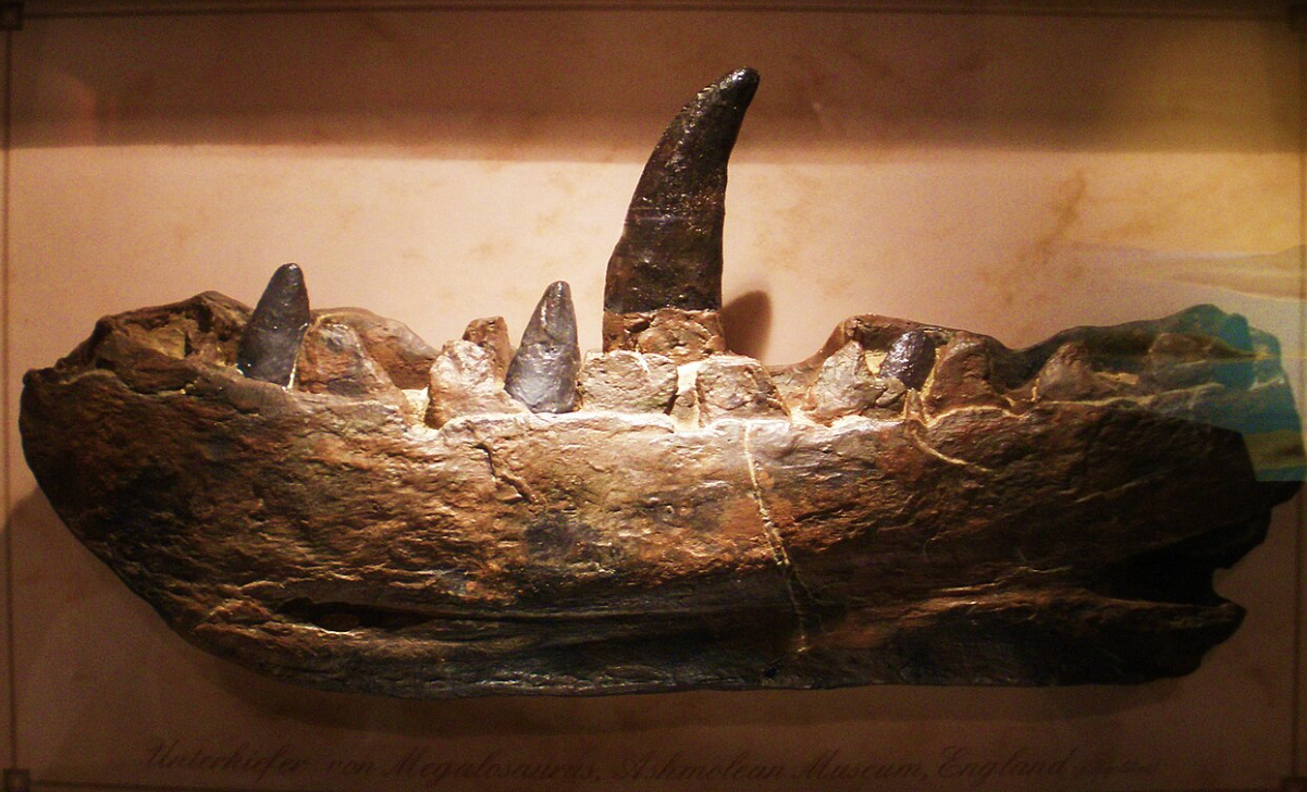 Слепок нижней челюсти мегалозавра, который хранится в Музее естественной истории Оксфордского университета. Фото © Ghedoghedo / Wikipedia