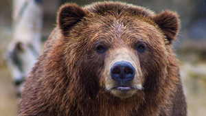Названо 3 запретных поступка, которые могут стать роковыми при встрече с медведем в лесу