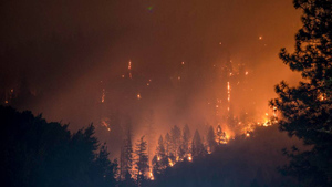 Учёные нашли шокирующую связь между лесными пожарами и воспалением в мозге