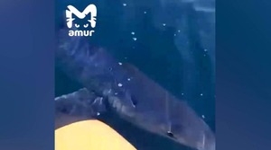 "Иди сюда, кыс-кыс!": В Приморье акула напугала рыбаков и украла улов