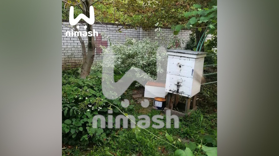 Улей на участке пасечницы по соседству с санаторием "Большая Ельня". Обложка © t.me / Ni Mash