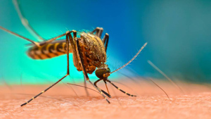 Червей в теле после комариных укусов нашли уже у девяти россиян