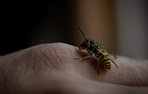 В лицо или шею: Россиянам рассказали, в каком случае укус насекомого станет смертельным