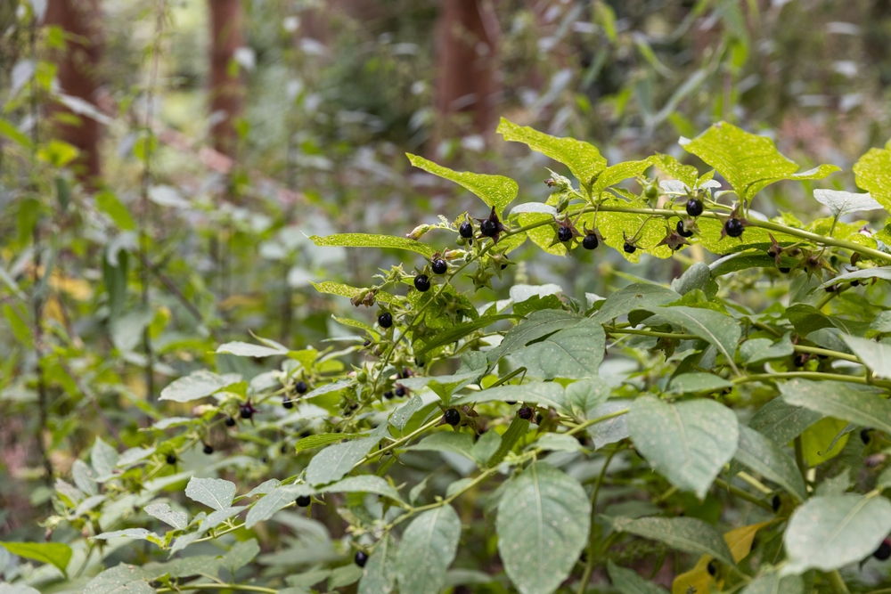 Растение белладонна, издревле известное своими ядовитыми качествами. Фото © Shutterstock