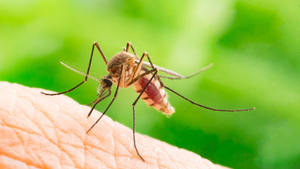 Учёный оценил вероятность выведения ГМО-комаров с ядовитой слюной