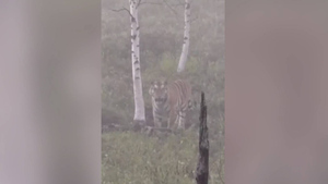 Россиянин искал грибы и обнаружил, что его нашёл тигр