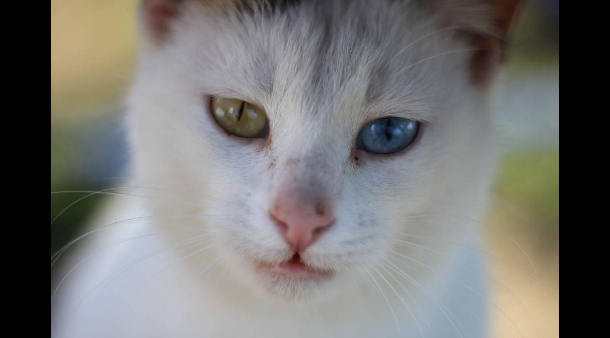 Котики каких пород притягивают к себе счастье и удачу: скорее заведите этих  пушистиков