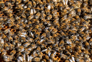 Украина придумала способ разминировать территории с помощью пчёл