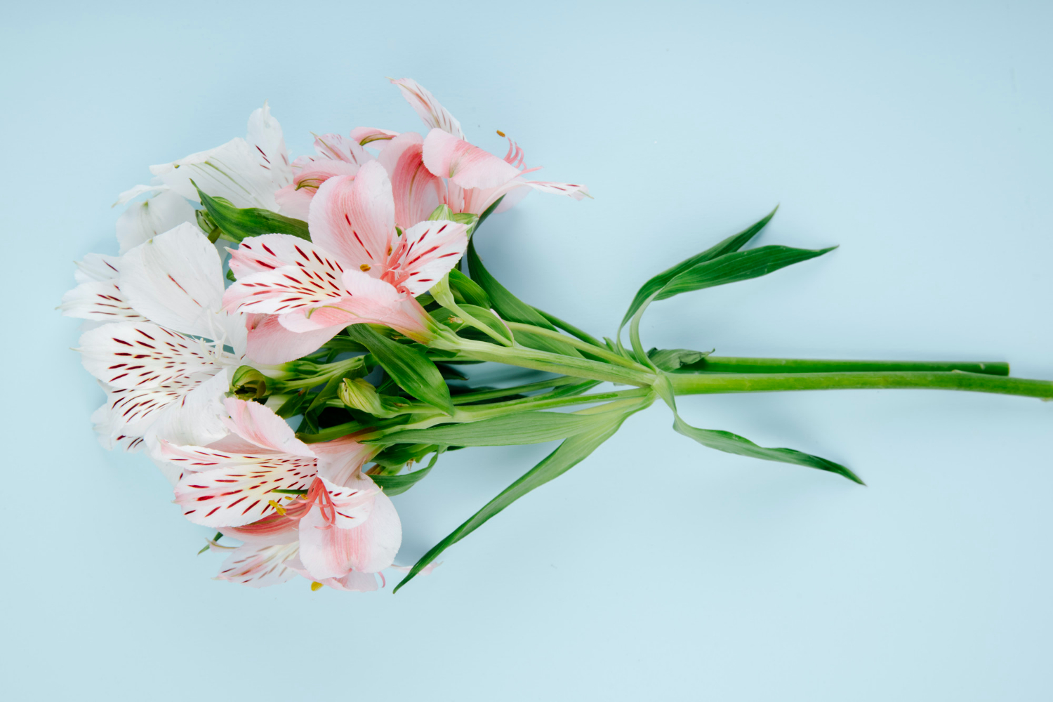 Эти цветы в доме помогут привлечь счастье и благополучие, раскроют женскую энергию. Фото © Freepik