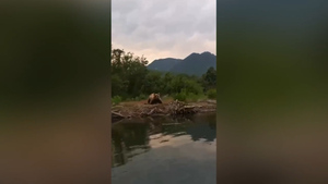 Увидела угрозу: На Камчатке мама-медведица напала на туристов, которые плыли на лодке