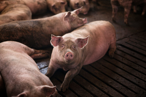 На Украине сожгли сотни свиней из-за вспышки африканской чумы