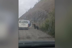 "Не боится?": Житель Хабаровского края покормил медведя на трассе и покорил зевак своей смелостью