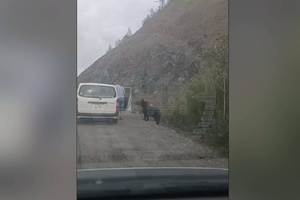 Житель Хабаровского края покормил медведя на трассе и покорил зевак своей смелостью