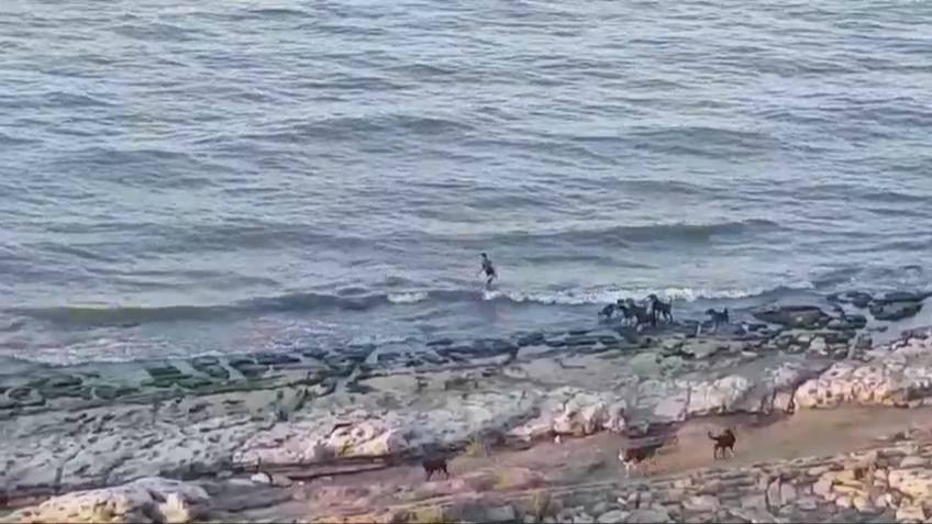 Мальчик лишь в море спасся от стаи диких собак, едва не загрызших его в Махачкале