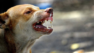 В Махачкале отловили собак, которые пытались загрызть ребёнка на побережье