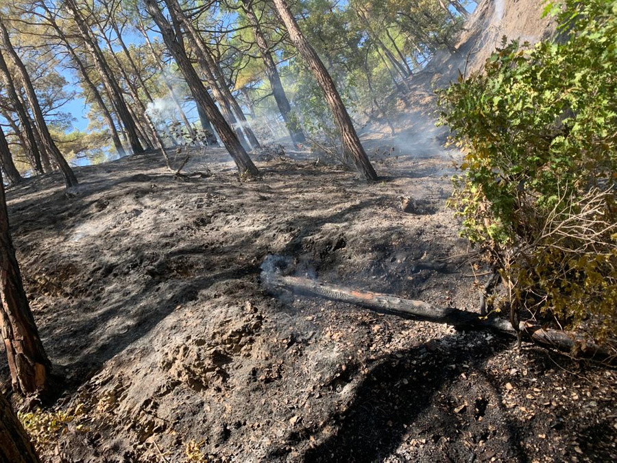 Возгорание в районе леса в посёлке Джанхот в Геленджике удалось потушить. Обложка © Telegram / ГБУ КК "Краевой лесопожарный центр"