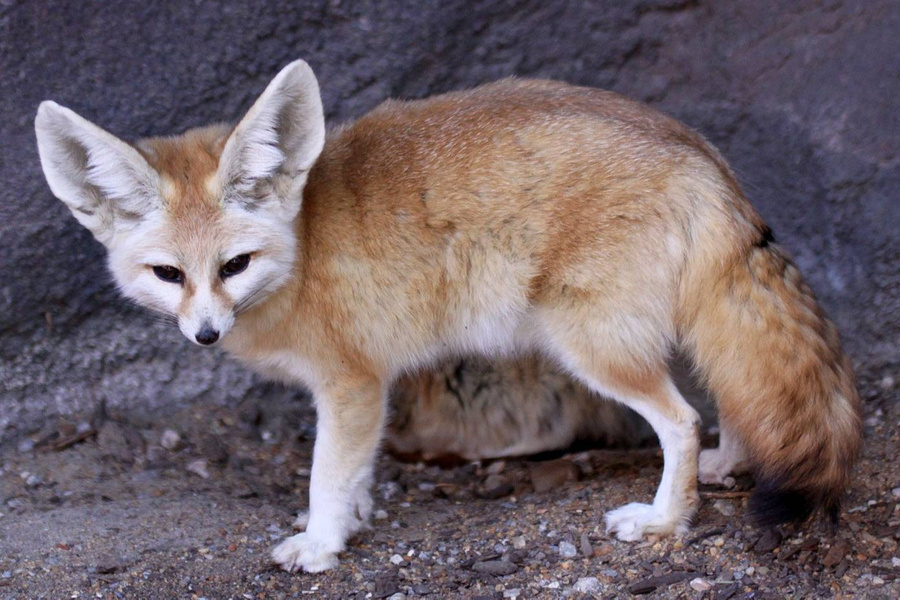 <p>Фенек. Обложка © <a href="https://commons.wikimedia.org/wiki/File:Fennec_Fox_Vulpes_zerda.jpg" target="_blank" rel="noopener noreferrer">Wikipedia</a> / Drew Avery</p>
