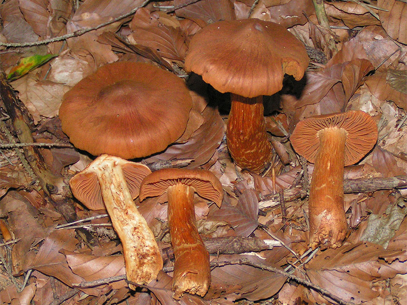 Паутинники красивейшие — грибы-убийцы, похожие на съедобные, но на самом деле в своём составе имеют ядовитый микотоксин — орелланин. Фото © Wikipedia / Eric Steinert