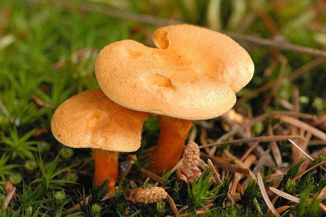 Эти 5 на вид съедобных грибов с лёгкостью убьют неопытных грибников