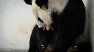 Экстрасенс увидела "очень сильный знак" в рождении детёныша панды в Москве