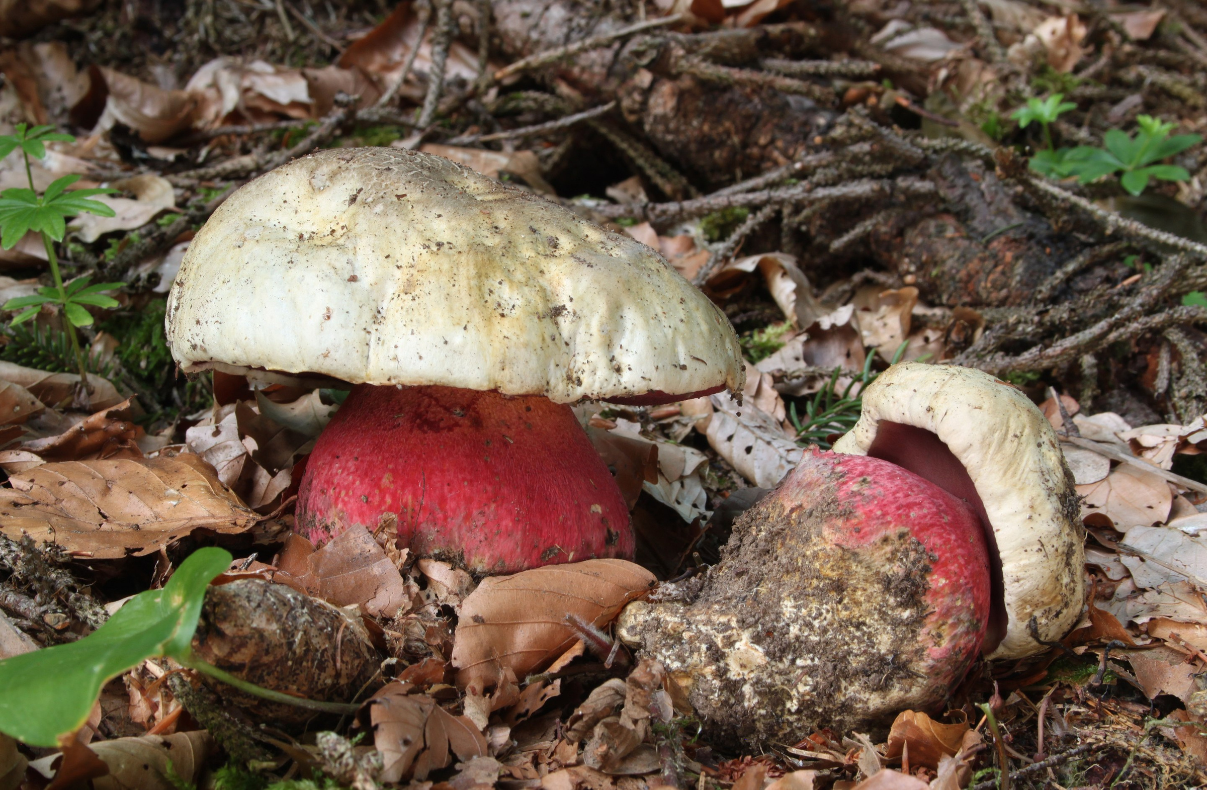 Сатанинский гриб. Напоминает съедобные, но при внимательном осмотре можно выявить отличительные особенности. Например, красная ножка. Фото © Wikipedia / Holger Krisp