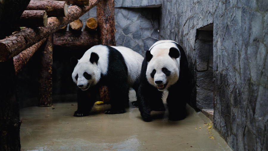 <p>Панды Жуи и Диндин. Обложка © Московский зоопарк</p>