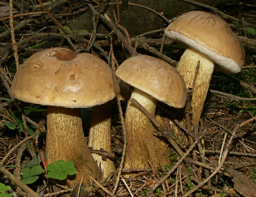 Жёлчный. Внешне схож со съедобным грибом белым и боровиком или подберёзовиком. Фото © Wikipedia / Pumber