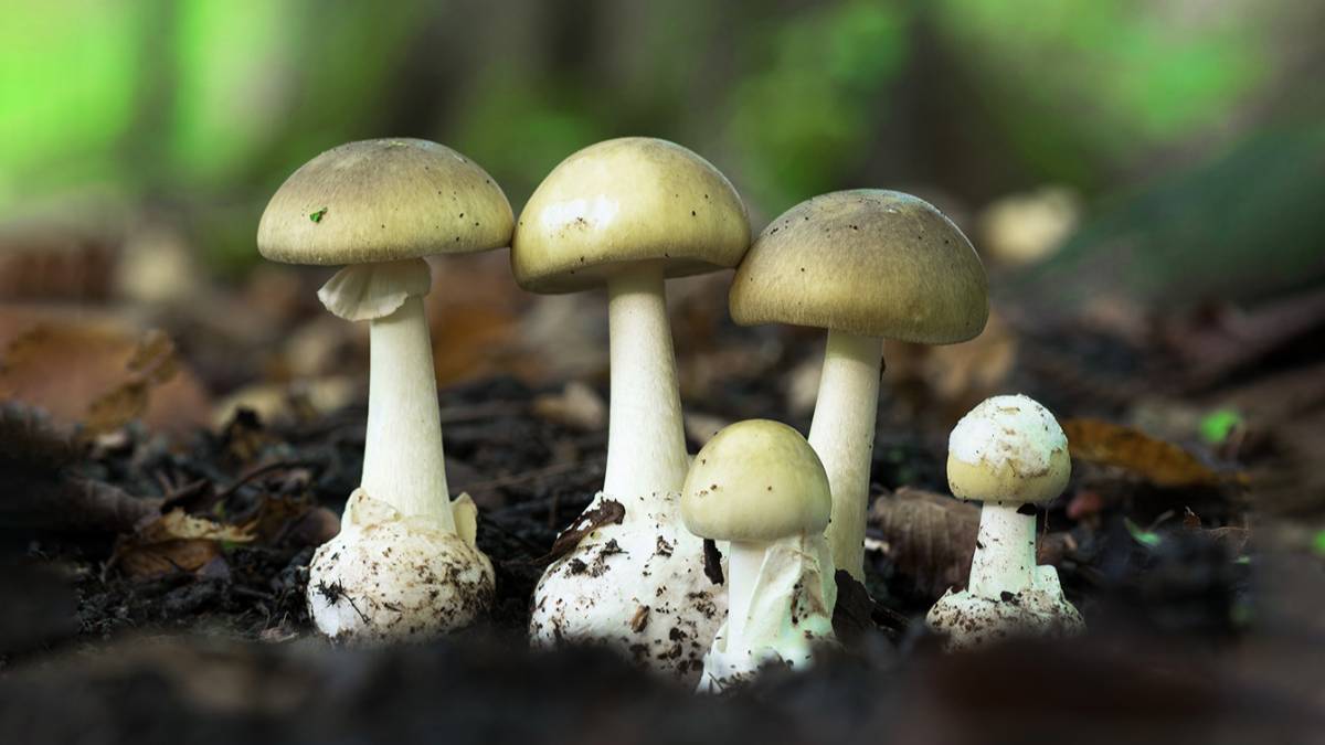 Эти 5 на вид съедобных грибов с лёгкостью убьют неопытных грибников 