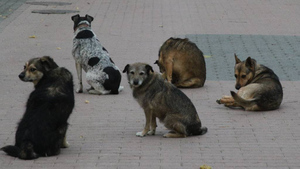 Власти Петербурга рассказали, сколько в городе бездомных собак