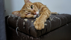 Названы 4 причины, почему кошка дерёт мебель и обои