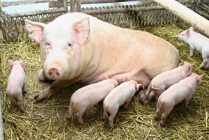 Власти прокомментировали сообщения о рекордной стоимости свинины