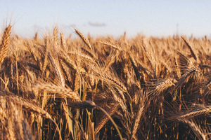 На Украине подсчитали ущерб от прекращения зерновой сделки, и он огромный