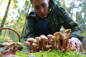 Россиянам рассказали, какими грибами можно насмерть отравиться