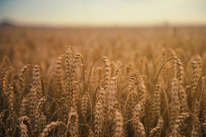 Анкара и Киев по телефону обсудили, как перезапустить зерновую сделку