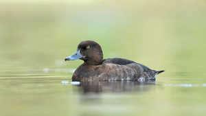 Раскрыта страшная загадка массовой гибели уток в парке в Кургане