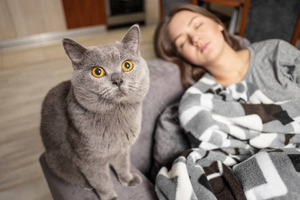 Какие опасности способны предвидеть кошки