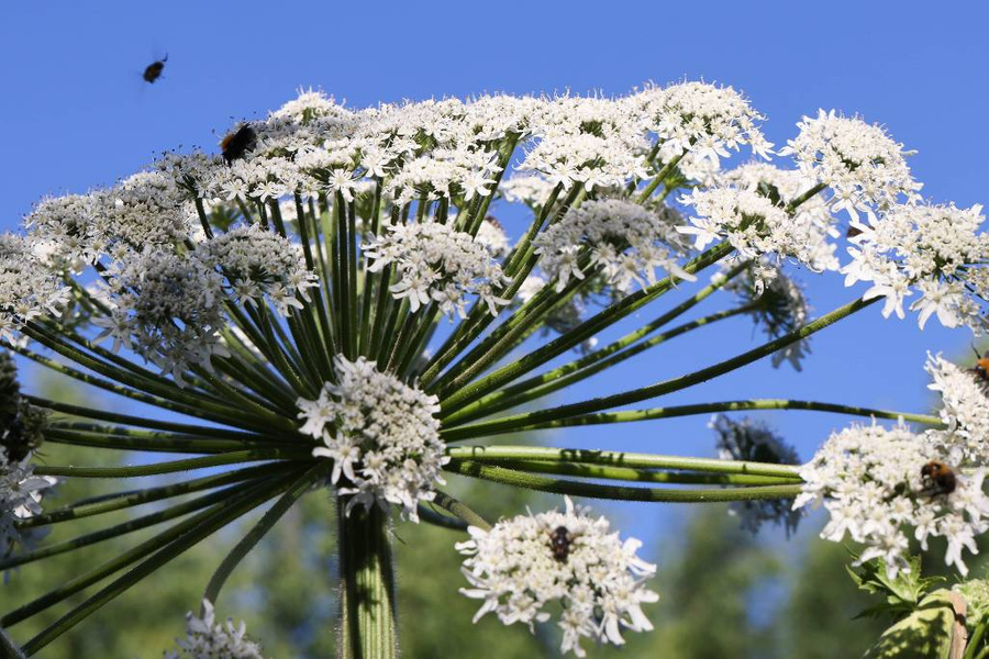 Борщевик. Обложка © ТАСС / Владимир Гердо