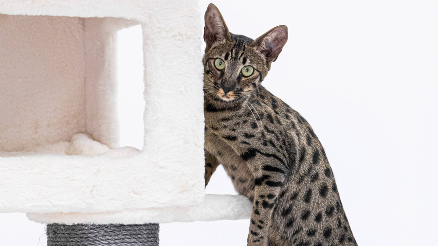 Кошка породы саванна. Фото © Petrebels для Unsplash