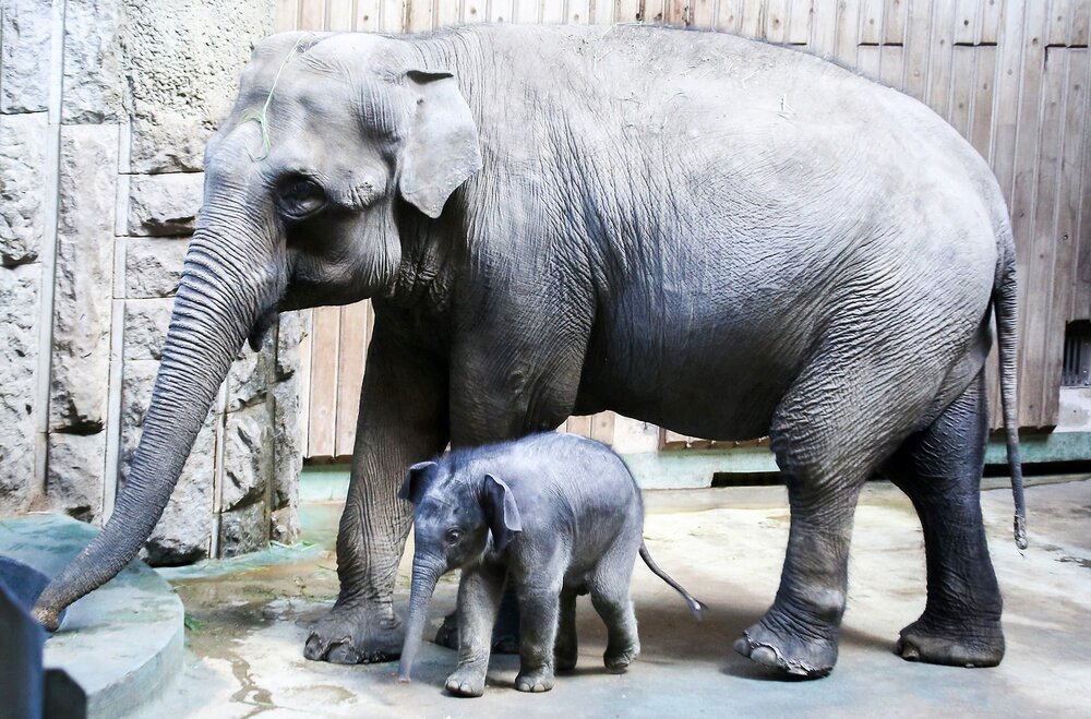 22 сентября — Всемирный день защиты слонов. Фото © Агентство "Москва" / Лидия Широнина