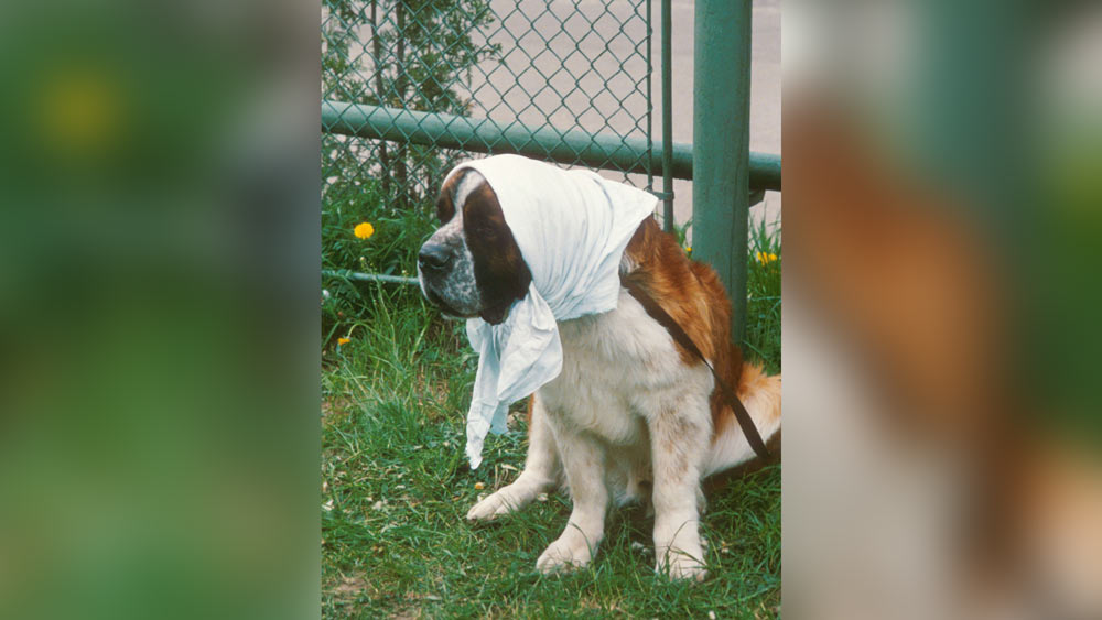 Возвращение в прошлое: 10 архивных фото с советскими собаками. Фото © ТАСС / Андрей Бабушкин