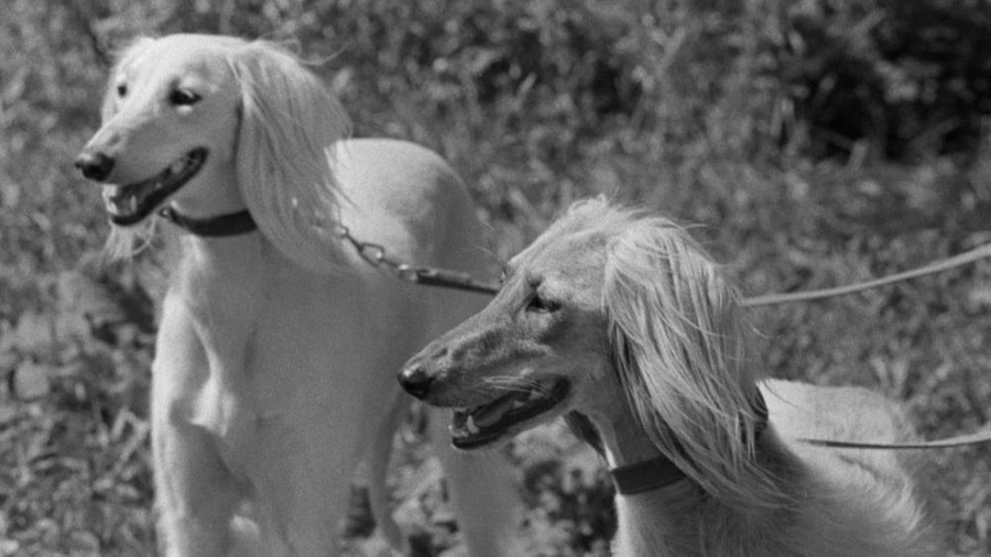 Ностальгия по СССР: 10 архивных фото с советскими собаками. Фото © ТАСС / Николай Кулешов 