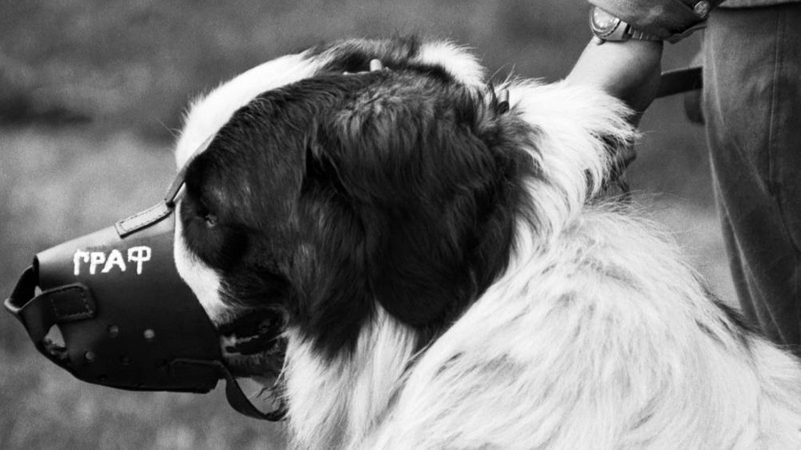 Самые любимые собаки в СССР: 10 архивных снимков. Фото © ТАСС / Андрей Соловьёв, Александр Яковлев 