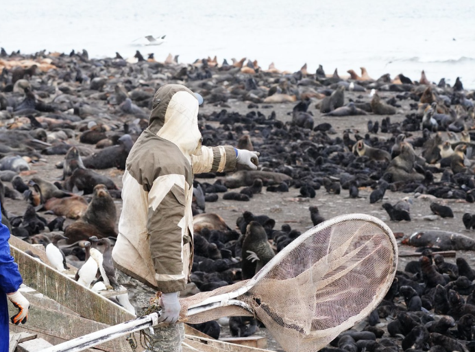 Сахалинские волонтёры спасли тюленей от мусора. Фото © VK / Клуб "Бумеранг"