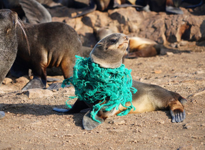 Сахалинские волонтёры спасли 151 тюленя, запутавшегося в сетях и пластике