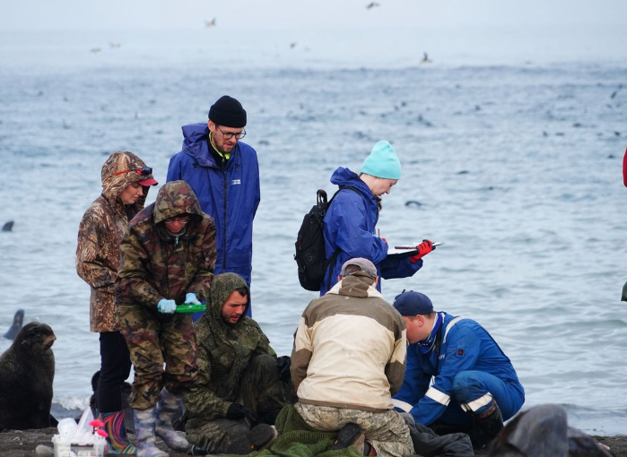 Сахалинские волонтёры спасли тюленей от мусора. Фото © VK / Клуб "Бумеранг"