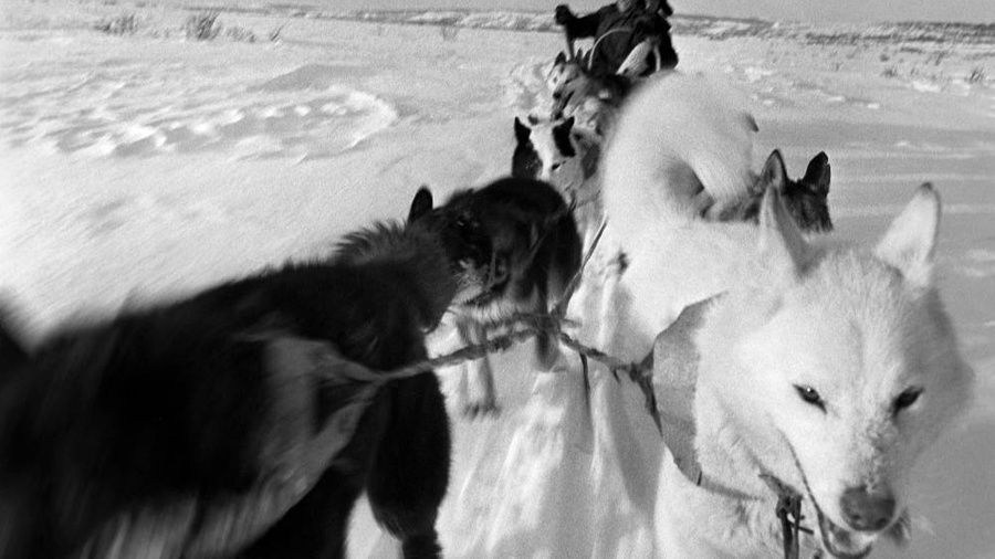 Какие собаки были популярны в СССР? 10 фото. Фото © ТАСС / Юрий Муравин 
