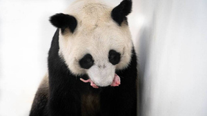 В Московском зоопарке рассказали, что панда Диндин оказалась заботливой мамой