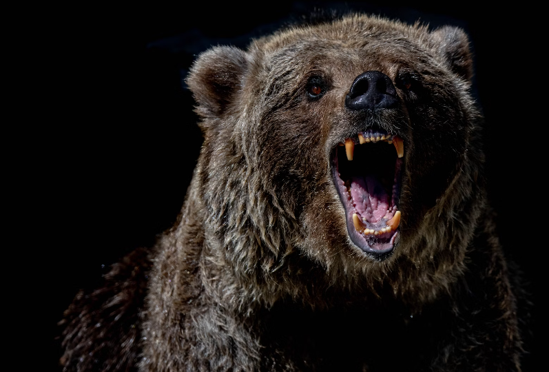 В Приморском крае застрелили медведя, растерзавшего сторожа
